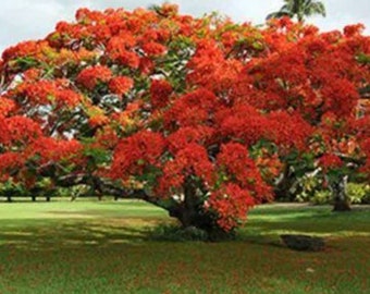 Red Royal Poinciana Seeds ~ Garden Flower Plant Seedlings