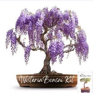 DIY Wisteria Bonsai Tree Kit - feng shui - garden flower plant