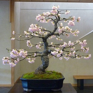 Beautiful Japanese Cherry Blossom Bonsai Seeds - Garden Tree DIY