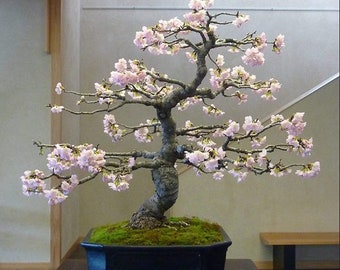 Beautiful Japanese Cherry Blossom Bonsai Seeds - Garden Tree DIY