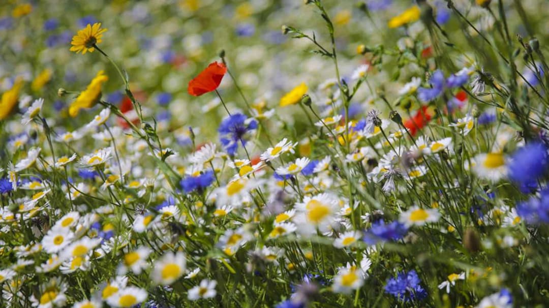 Australian Wildflower Seeds Mix Garden Lovely Flowers Etsy Australia