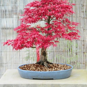 Red Maple Acer Bonsai Seeds - Garden Tree DIY