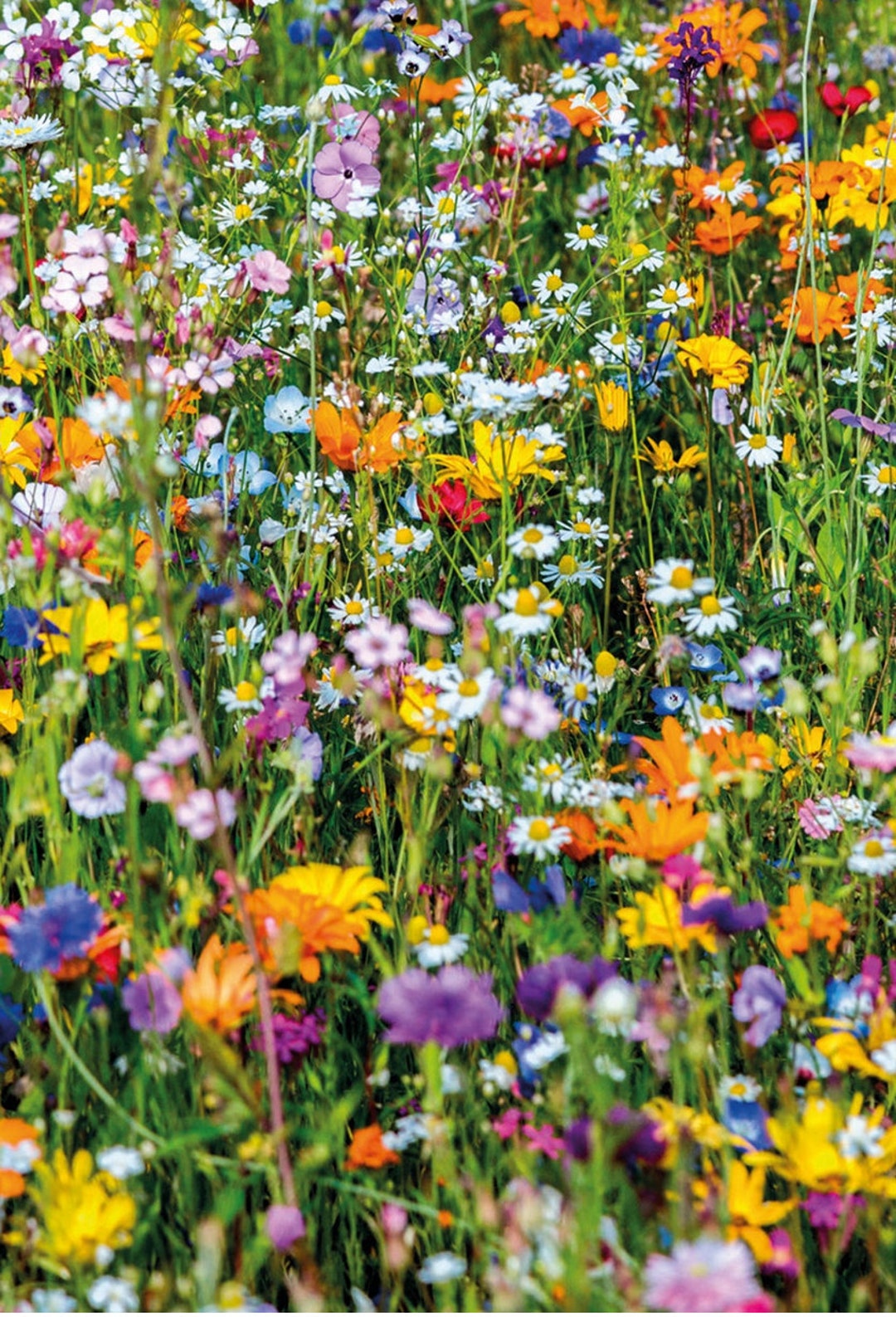 Beneficial Insect Seed Mix Attract Bees Etsy Australia