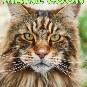 May include: A close-up of a Maine Coon cat with green eyes and long whiskers. The image features text that reads "THE COMPLETE MAINE COON" and "ALL YOU NEED TO KNOW!" with subheadings for caring, training, feeding, and breeding.