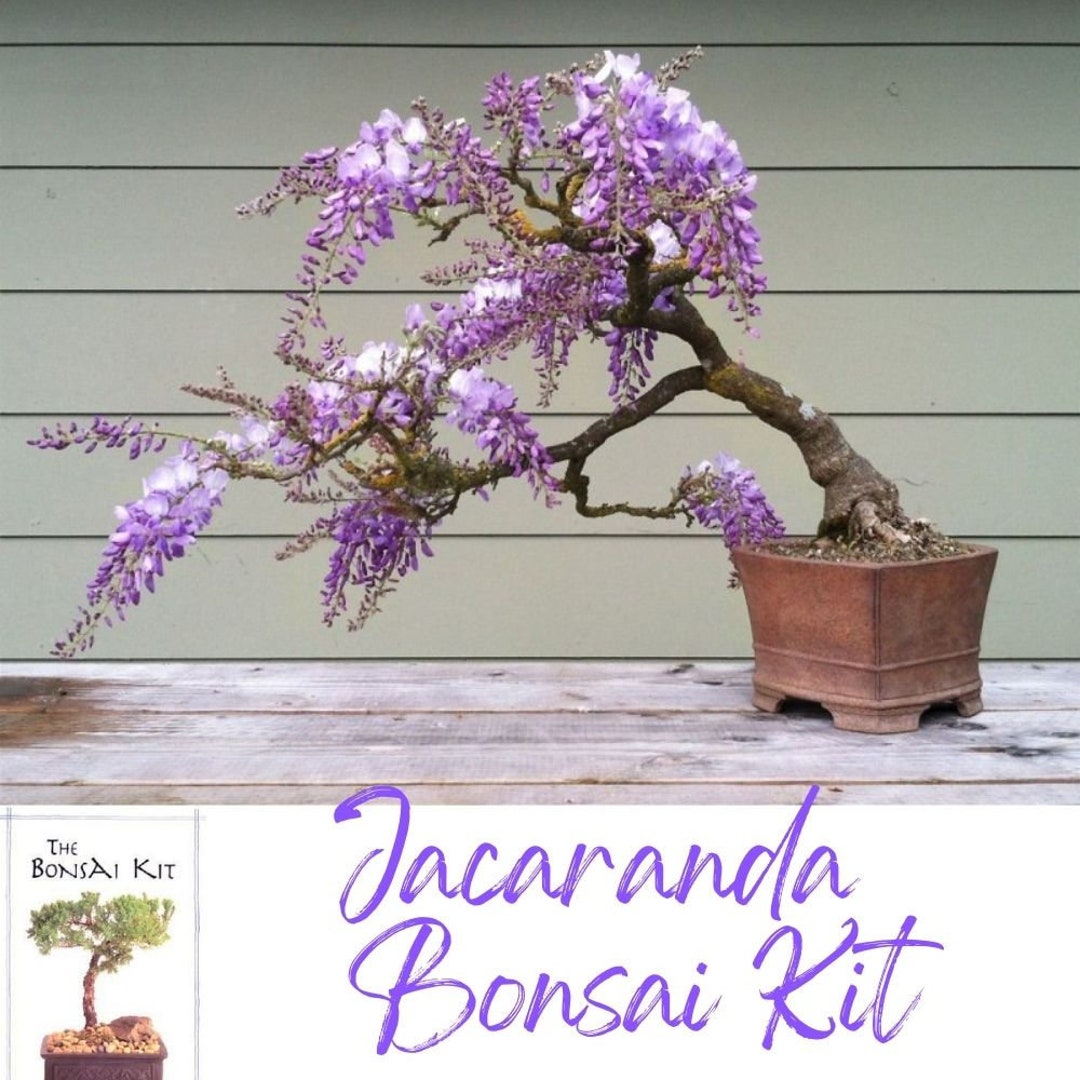 DIY Jacaranda Bonsai Tree Kit Feng Shui Garden Flower Plant Etsy