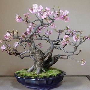 May include: A bonsai tree with delicate pink blossoms and a thick, gnarled trunk. The tree is potted in a black ceramic pot with a moss-covered surface.