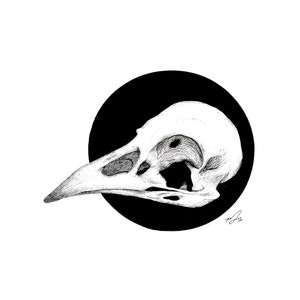Raven Skull