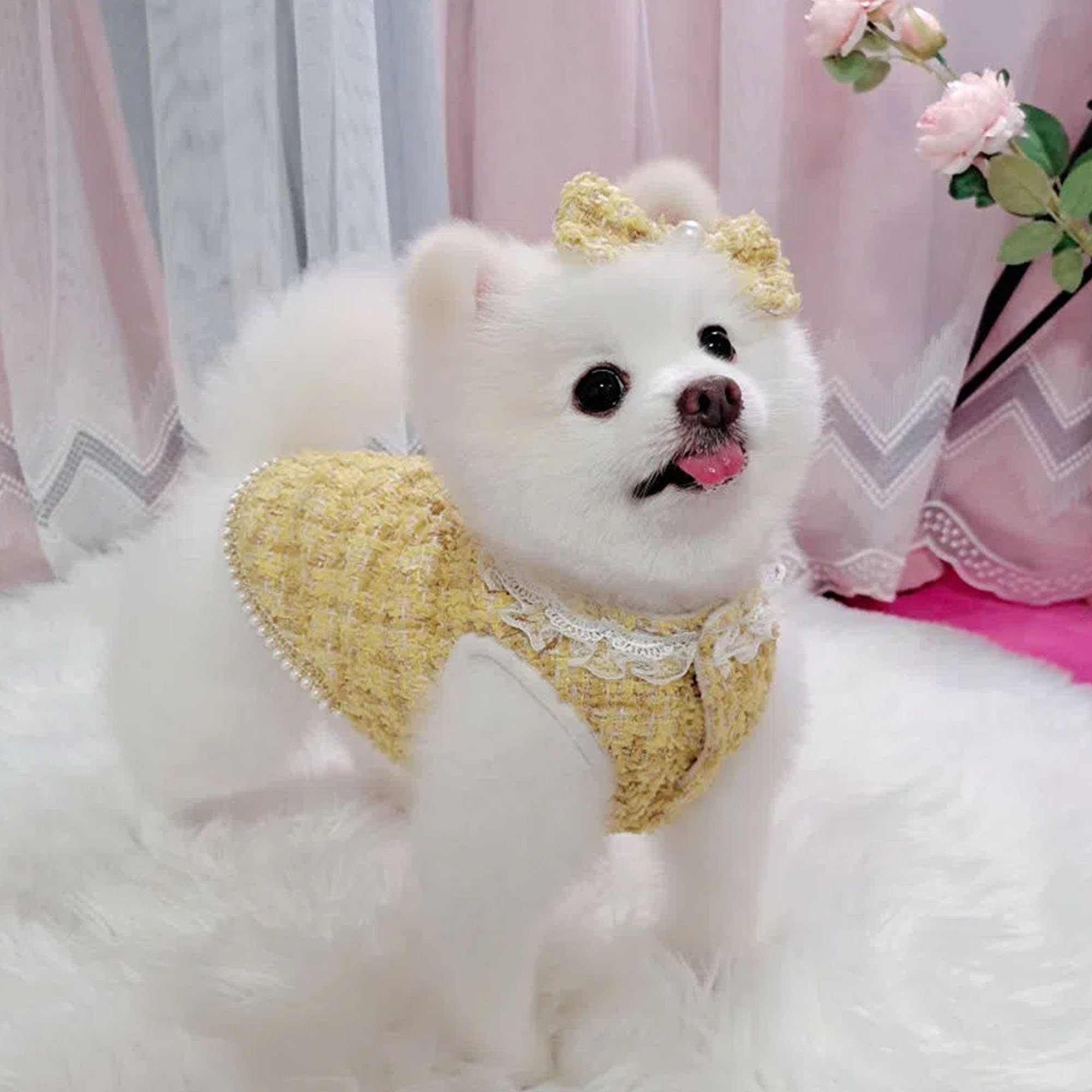 chanel dog sweatshirt