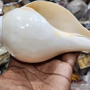 Può includere: Una grande conchiglia bianca con una superficie liscia e lucida. Il guscio ha una forma a spirale con un'ampia apertura e una tonalità leggermente giallastra sui bordi. Il guscio è tenuto in una mano.
