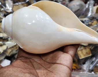 6inch boiling conch shell for hindu pooja ritual , shankh for any worship . blowing shankh , spiritual , religious item