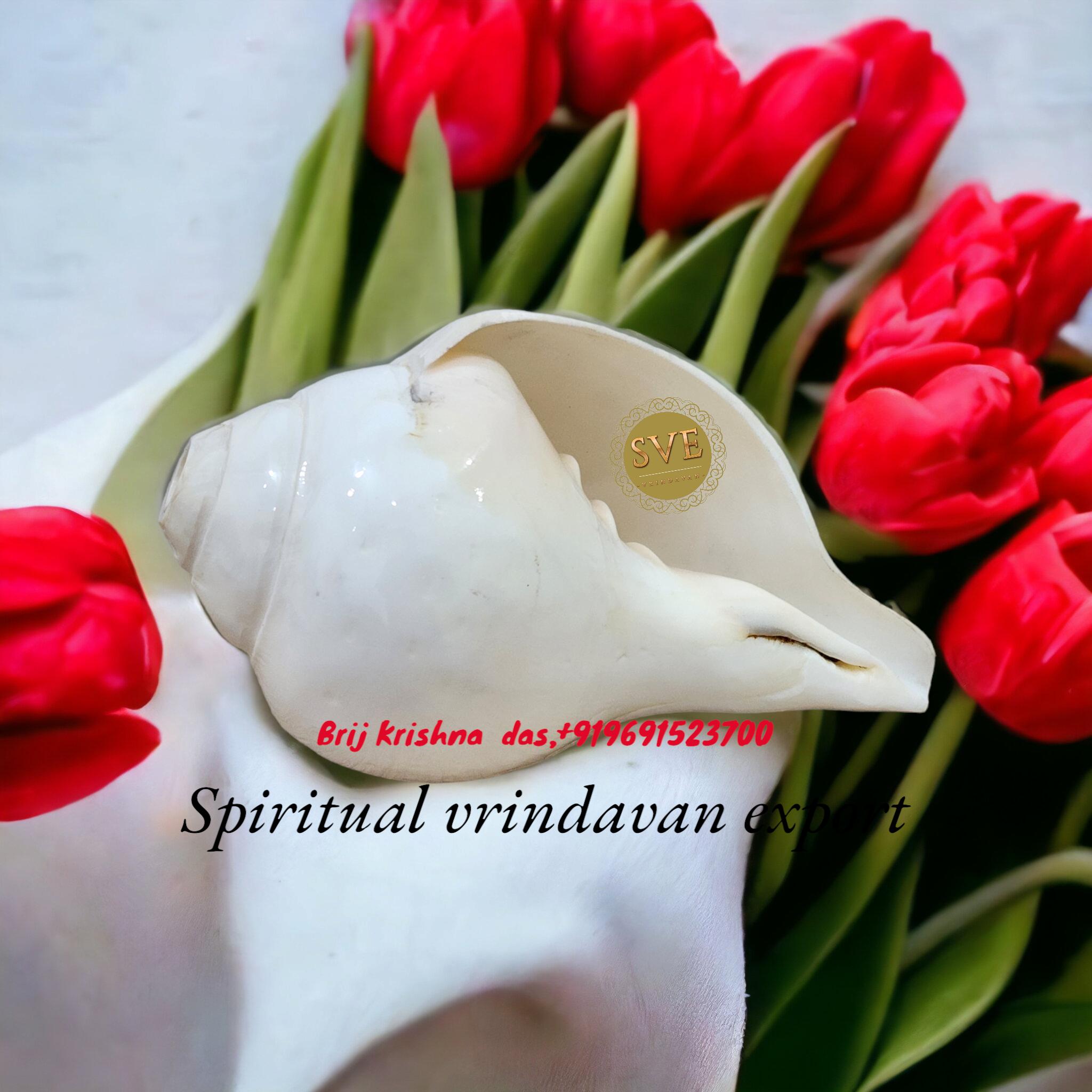 Religious Conch Shell 8inch/20cm Big Boiling Conch Shell for Hindu Pooja Ritual , Big Shankh ...