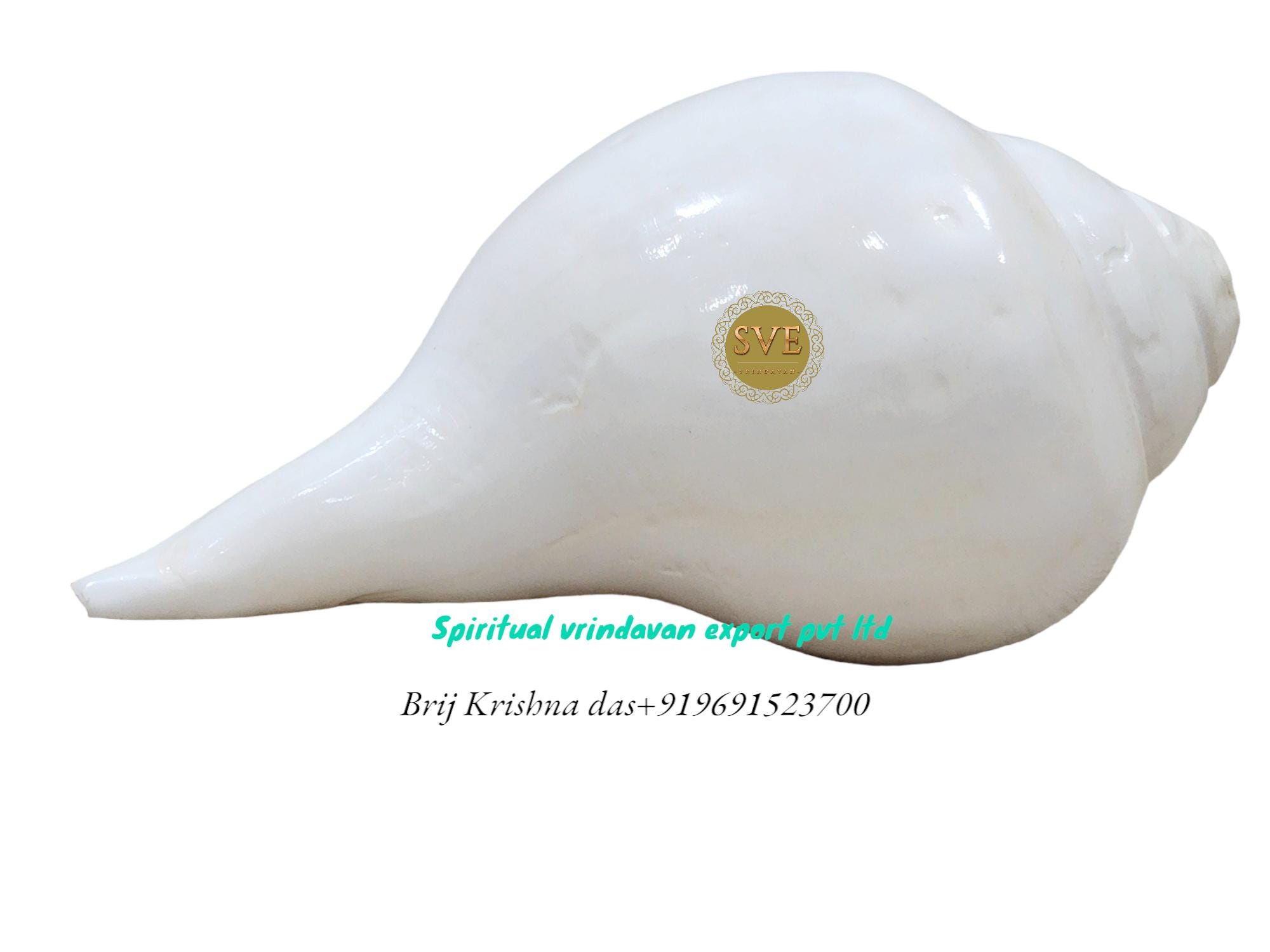 Religious Conch Shell 8inch/20cm Big Boiling Conch Shell for Hindu Pooja Ritual , Big Shankh ...