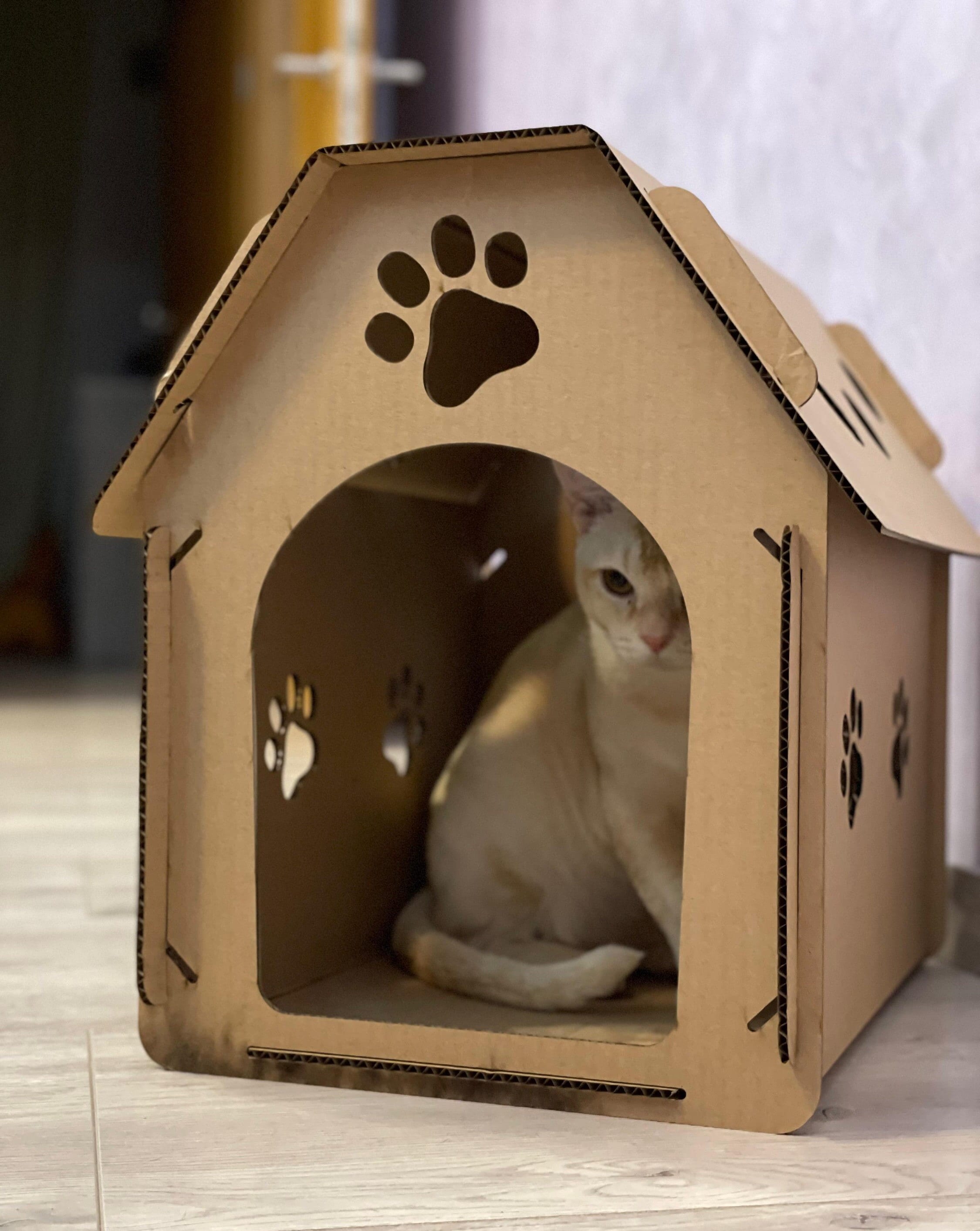 Cat house made of cheap boxes