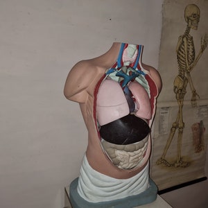 Vintage anatomisches Modell des menschlichen Torsos