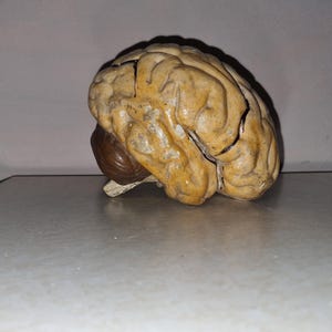 May include: A detailed anatomical model of a human brain, crafted from a beige-colored material. The model is positioned on its side, showcasing the intricate folds and convolutions of the brain.
