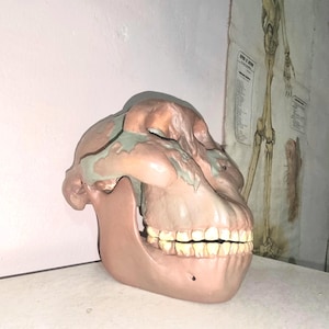May include: A tan-colored, anatomical model of a primate skull, showcasing the jaw and teeth. The model has a weathered appearance with green accents. The skull is positioned on a white surface, with a wall and anatomical chart in the background.