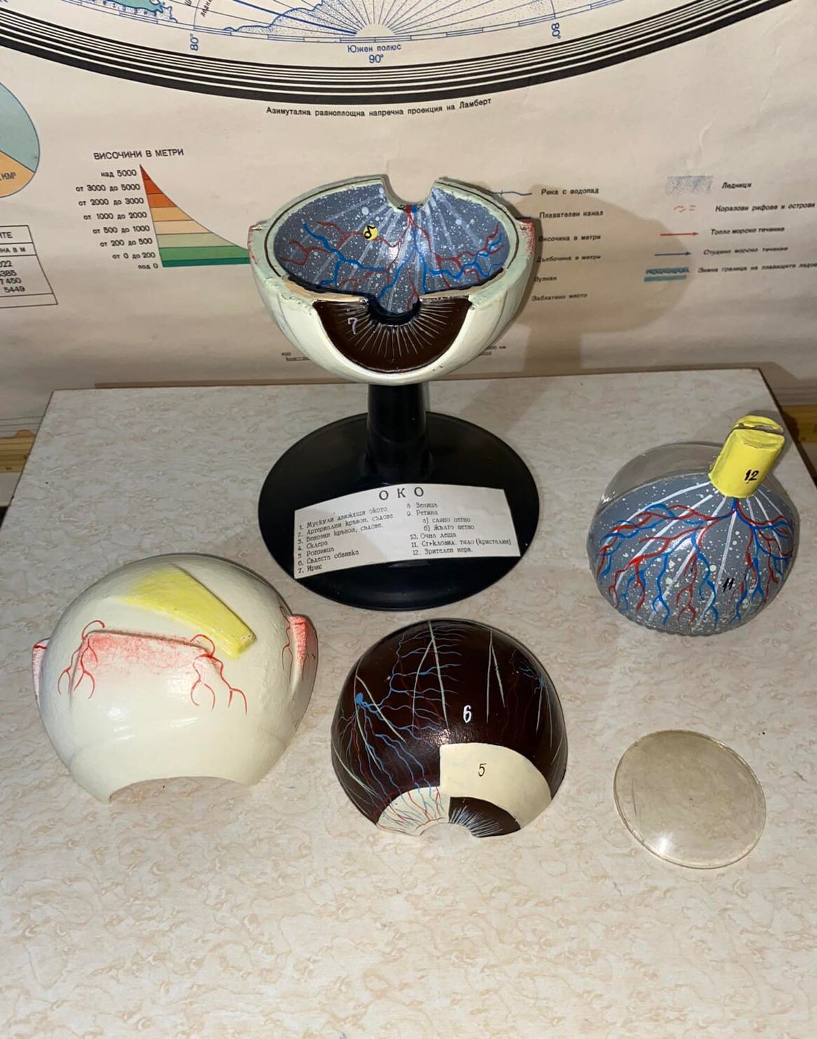 Vintage Anatomical Model of Human Eye an Original Gift - Etsy