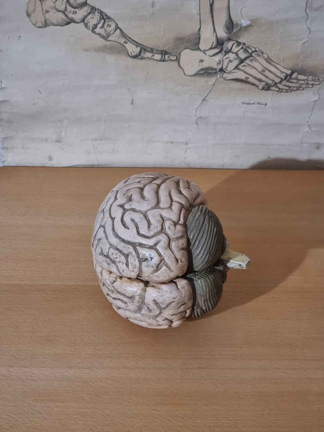 Vintage Anatomical Model of Human Brain. 1920 Germany - Etsy