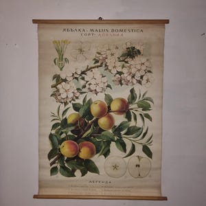 Cartel escolar vintage - Botánica