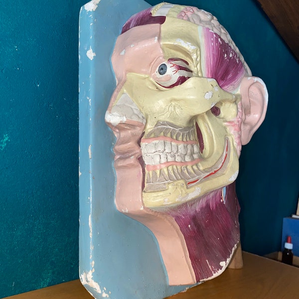 Modelo anatómico vintage - cabeza humana años 60
