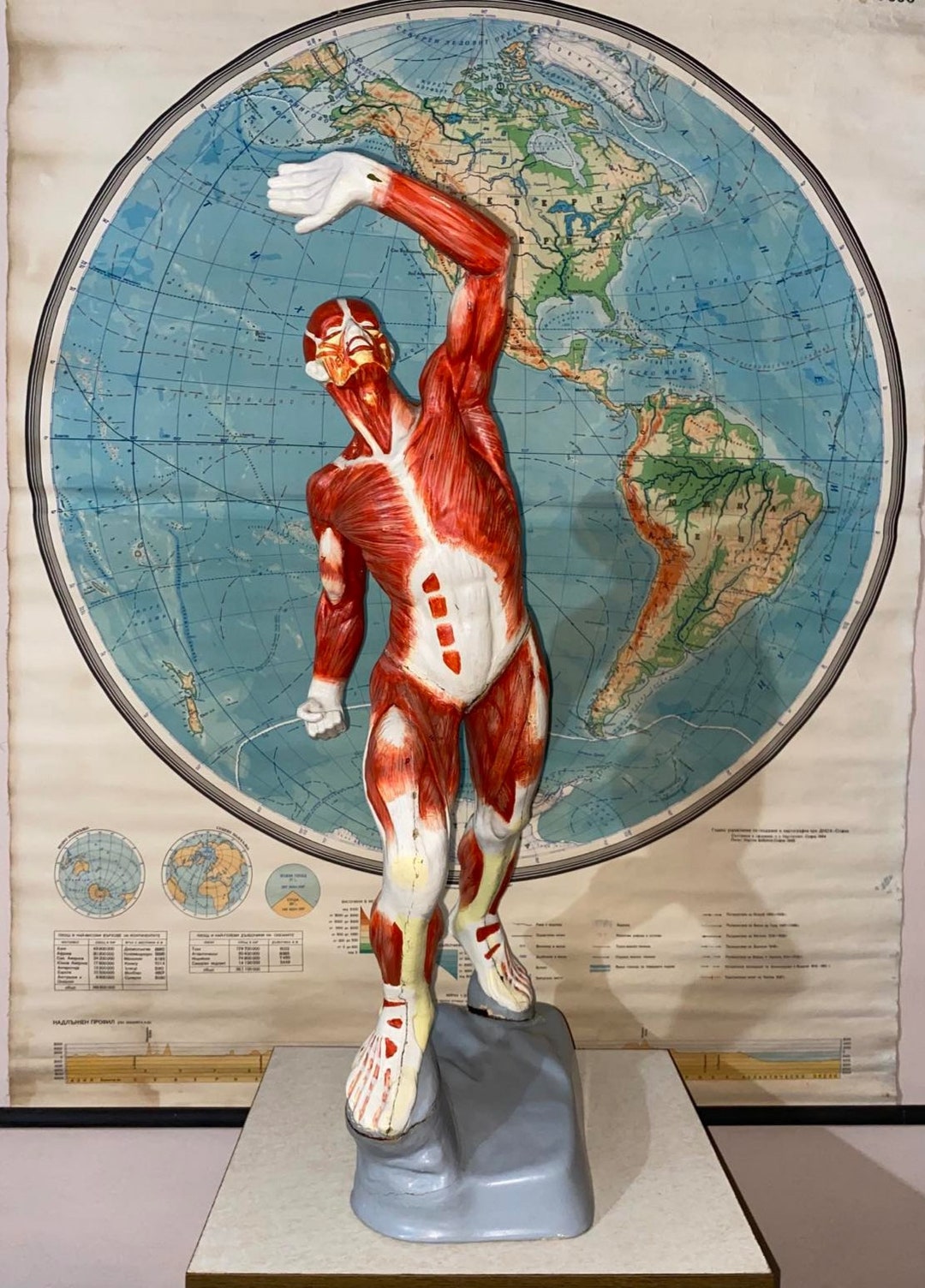 Vintage Model Anatomy but Human Musculature. Sculpture. - Etsy