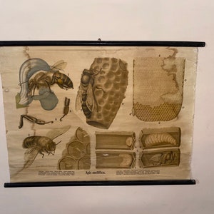 Vintage Lehrtafel. Vintage Poster. Honigbiene.