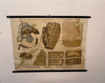 Vintage education chart. Vintage poster. Honey bee.