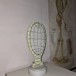 Vintage botanisches Gipsmodell.