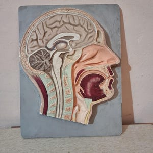 Vintage anatomisches Modell - menschlicher Kopf und Hals