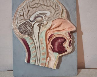 Vintage anatomical model - human head and neck