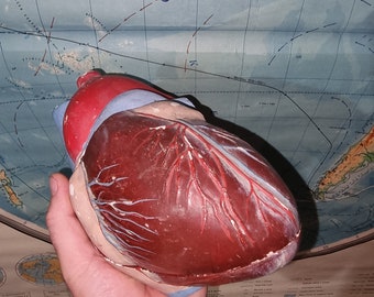 Vintage anatomical model of human heart