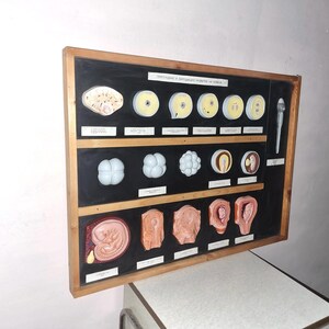 Vintage celluloid model - Human fertilization and embryonic development