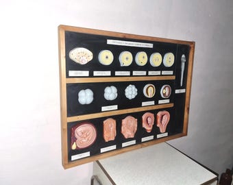 Vintage celluloid model - Human fertilization and embryonic development