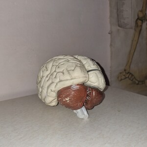Może przedstawiać: Anatomiczny model ludzkiego mózgu z kremowym kresomózgowiem o wyraźnych bruzdach i zakrętach oraz ciemnobrązowym móżdżkiem u podstawy. Model zawiera mały, biały fragment pnia mózgu wystający z dolnej części struktury anatomicznej.
