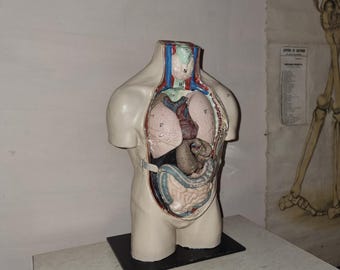Vintage Celluloid Model of Human Torso - Anatomy