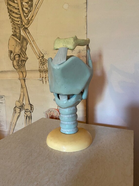 Vintage Anatomical Model of Human Larynx Trachea Medical - Etsy