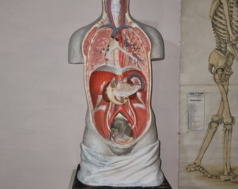 Modèle anatomique ancien de torse humain 1900