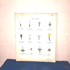 Diagramma botanico d'epoca. 1850 Germania. Manifesto scolastico. Un'immagine.