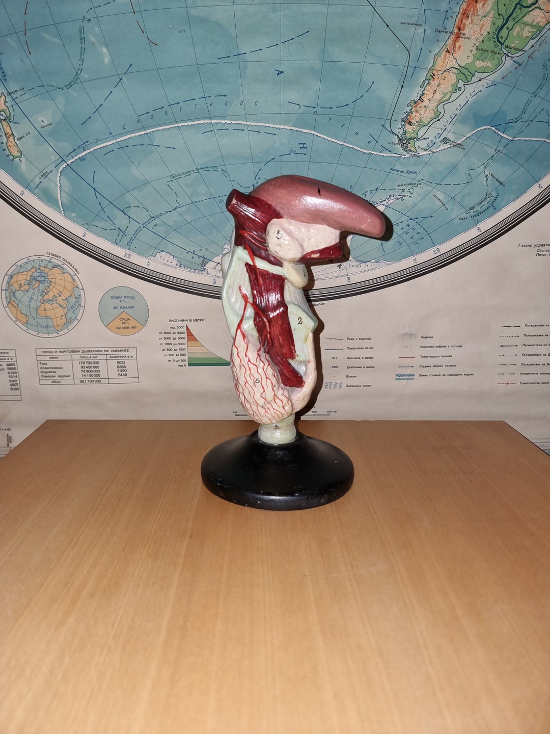 Vintage Anatomical Model of Human Larynx. - Etsy