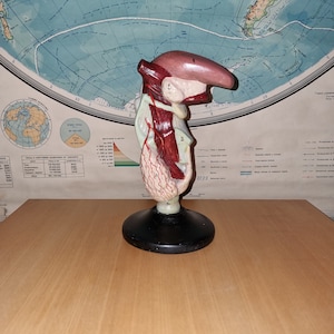 Vintage anatomical model of human larynx.