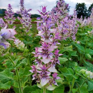 Puede incluir: Un campo de flores moradas y blancas con hojas verdes. Las flores son altas y delgadas, con m&uacute;ltiples capas de p&eacute;talos.