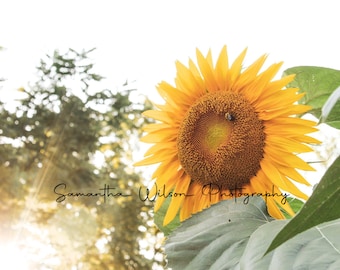 Impresión digital de girasol