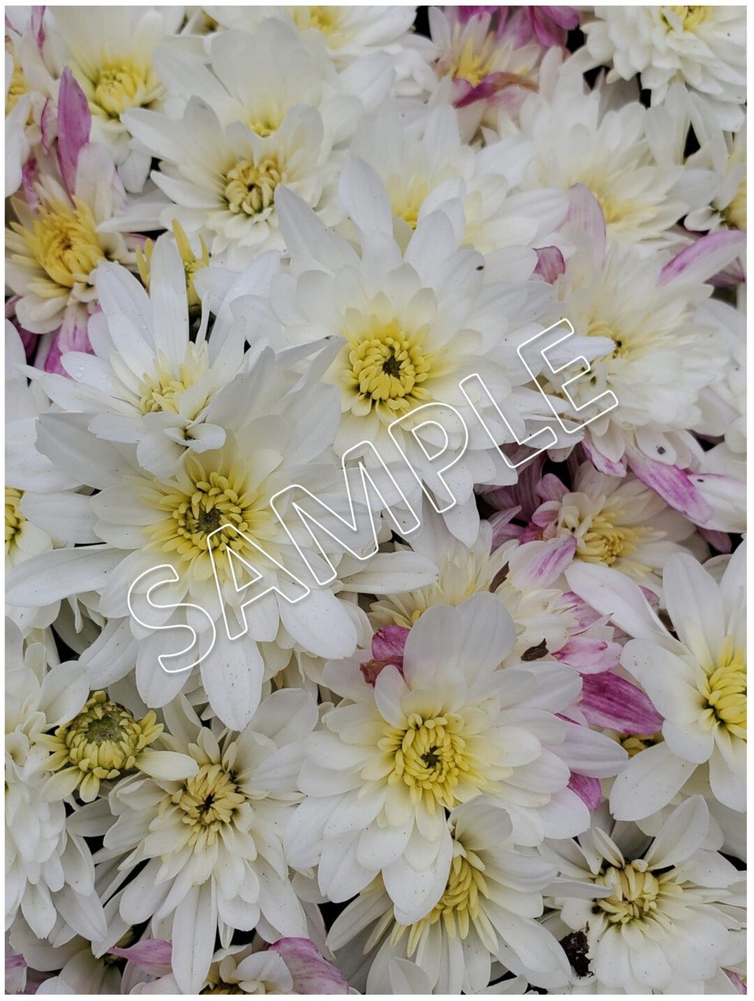Printable Photography Floral Background Flower Nature Printable ...