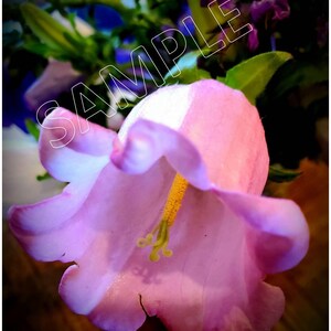 Printable Photography Pink Flower Nature Printable Photograph