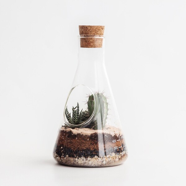 Terrarium Kit | Planting Chemistry Set | Conical Flask Plant Pot | Educational Science Gift & Chemistry Gifts | Science Beaker Terrarium