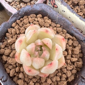 Echeveria malgan 麦秆