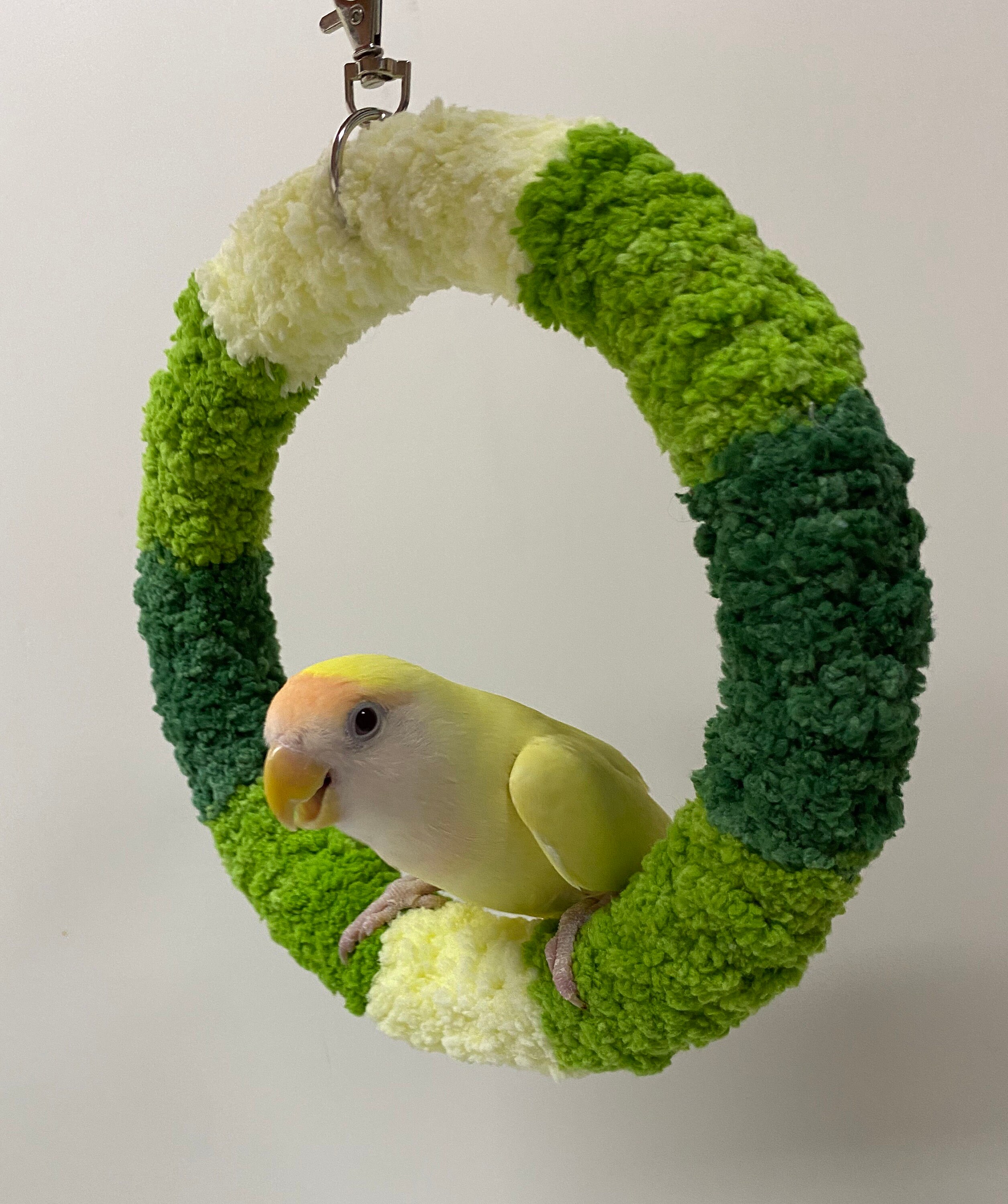 Buy Parrot Swing Online In India Etsy India