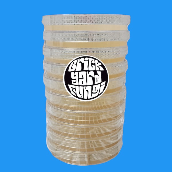 10 Pack Agar - MEA - Malt Extract + Yeast Agar - Sterile Pre Poured Petri Dishes