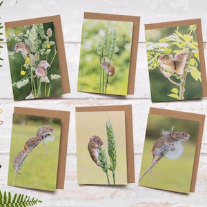 May include: Set of six greeting cards featuring photographs of harvest mice in their natural habitat. Each card has a brown border and showcases mice on plants like wheat and dandelions. The cards are on a white wooden surface with ferns and stationery.