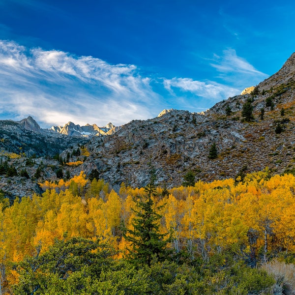 Eastern Sierra, Aspen, Fall Color, Autumn, North Lake, Sierra Nevada, Canvas Print, Vivid, Landscape, Photography, Bishop, Blue Sky